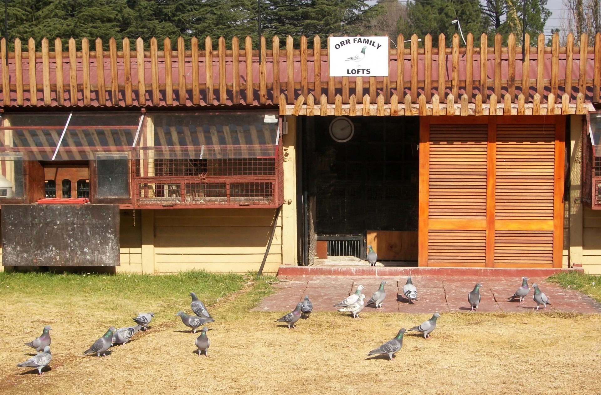 Timber pigeon loft with pigeons on the lawn outside
