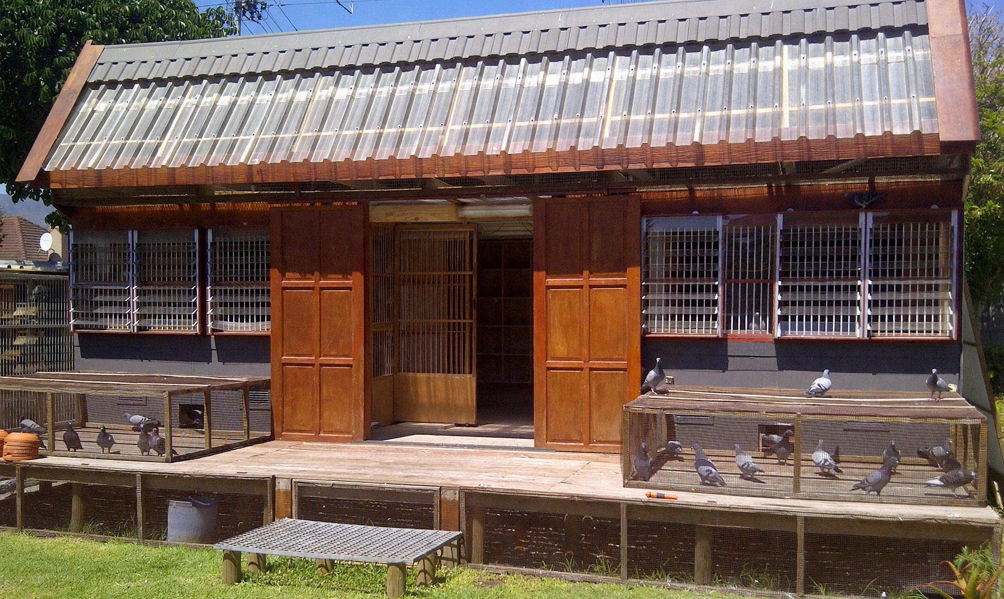 Timber pigeon loft with wire-fronted enclosures in Bloemfontein